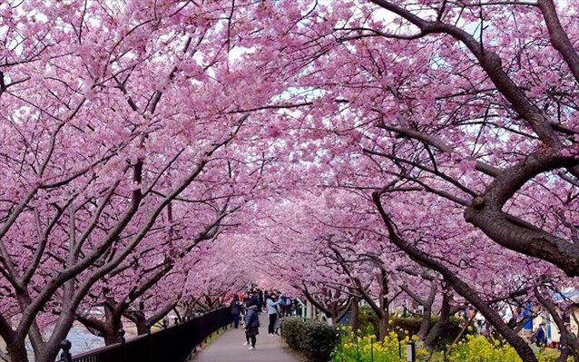 Οι κερασιές στην Ιαπωνία φέτος θα ανθίσουν νωρίτερα από το αναμενόμενο