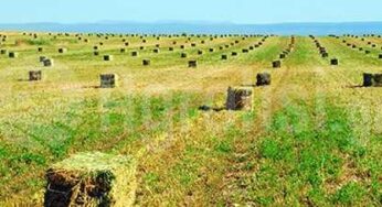 Μάζεμα και δέσιμο τριφυλλιού μέχρι το βράδυ της Παρασκευής 14-5-2021 (+Χάρτες)