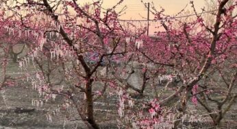 ΠΑΓΕΤΟΣ ΤΟ ΠΡΩΙ ΤΗΣ ΠΕΜΠΤΗΣ 20/3 ΣΤΑ ΠΕΔΙΝΑ ΤΗΣ ΘΕΣΣΑΛΙΑΣ (αναλυτικός πίνακας)